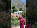 हमारा सखी ग्रुप #himachali #dance #gidda #pahadifolkmusic