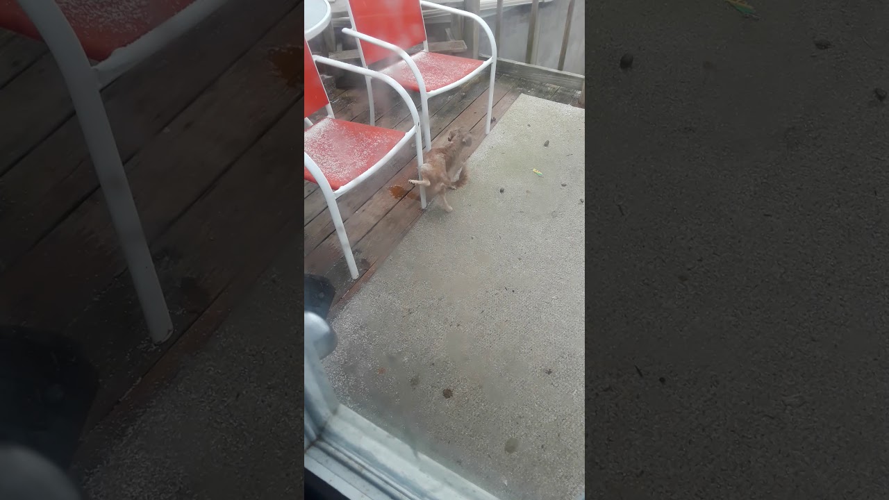 My dog peeing on the chair's leg YouTube