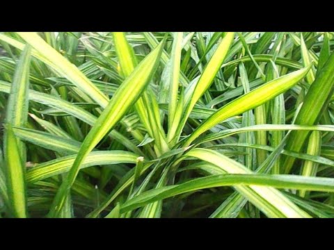 Video: How to care for dracaena at home in winter: features, recommendations and reviews