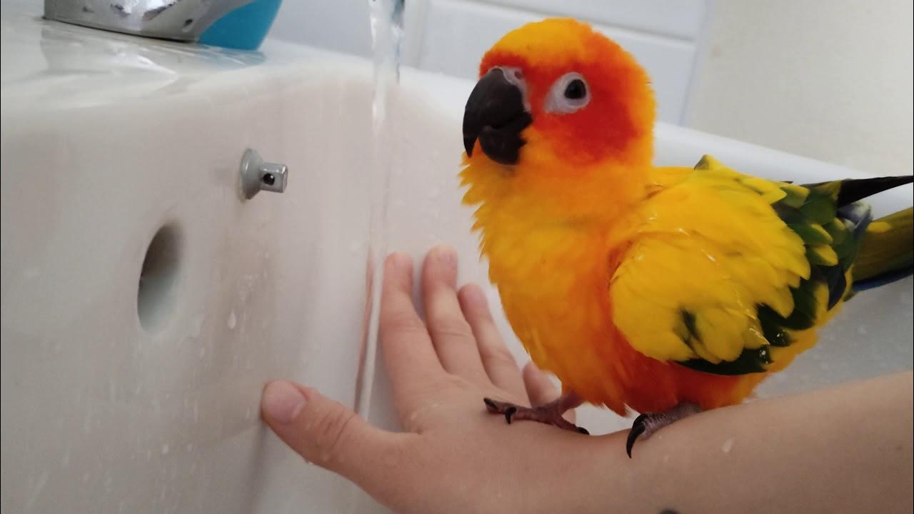 Sun Conure Making Noises To Water YouTube