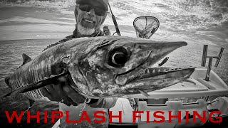 AUSTRALIA’S ICONIC FISH - Coral Trout and Spanish Mackerel