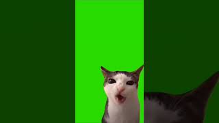 Кот Грызет Корм Футаж На Зеленом Фоне #Greenscreen #Greenbackground #Зеленыйфон #Кот