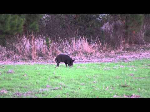 7mm-rem-mag-vs-hog