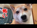 柴犬にとって不審者が来て怖いので飼い主に押し付きます