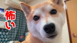 柴犬にとって不審者が来て怖いので飼い主に押し付きます