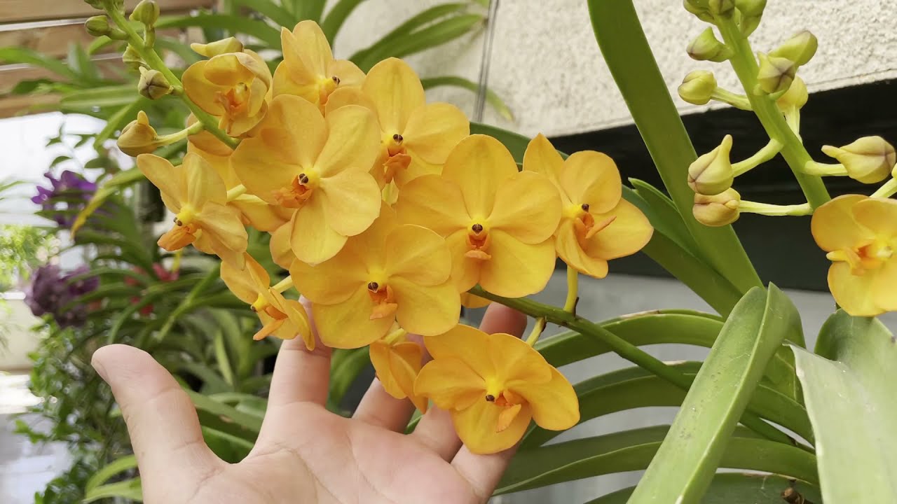 MIS ORQUIDEAS VANDA CUIDADOS Y CULTIVO