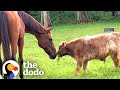 No One Wanted To Be This Baby Mini Cow's Friend Until...❤️ | The Dodo Little But Fierce