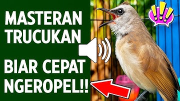 Pancingan trucukan gacor ngalas tarung ropel paling bagus untuk pancingan trucukan agar bunyi nyaut