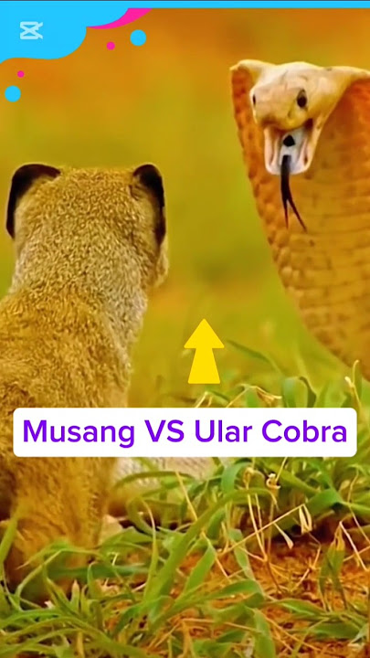 Duel ular cobra vs musang #binatang #alamliar #animals #hewan