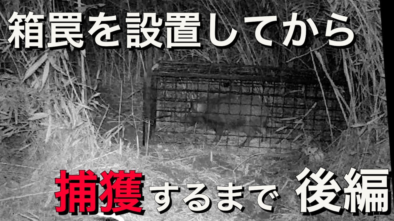 箱罠を設置してから捕獲するまで！後編 - YouTube