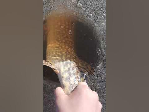 Liten gädda med bra kondition! #2023 #icefishing #pike #fishing - YouTube