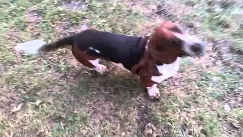 Meet bowser then meet meatball.