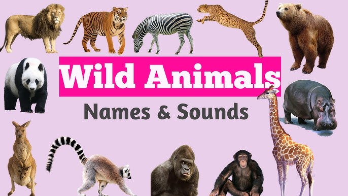 Learn Sea Animals Names | Water Animals Names - YouTube