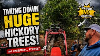 Taking Down Giant Hickory Trees Beside the House... What Could Go Wrong?
