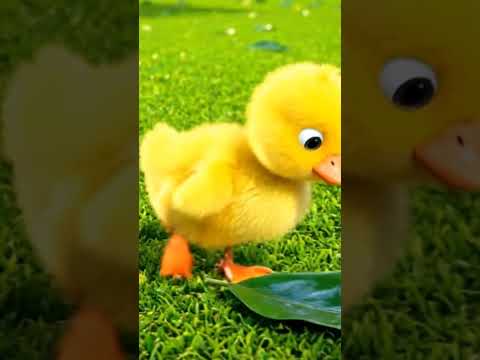 توتي امور توتي شطور يا توتي