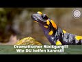 Gelbbauchunken, Feuersalamander und Kröten -  Lebensweise, Ostertischdekoration einfach gemacht