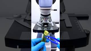 भिंडी under the microscope 🔬😱 microscope video #sorts #facts #microscope #video