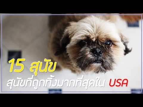 วีดีโอ: 15 สายพันธุ์สุนัขที่เร็วที่สุด
