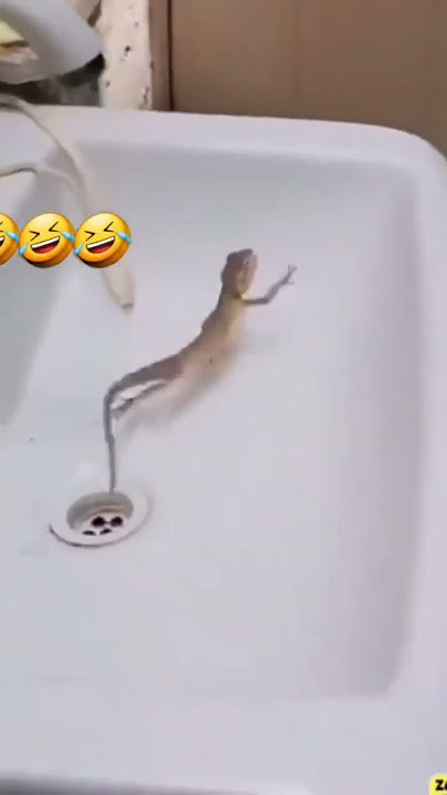 funny chikali dance in bathroom #shorts #ytshorts #youtubeshorts #trending #viral #love #funnyvideo