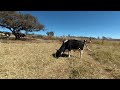 Vacas en realidad virtual | VR Experience #5