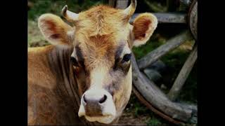 Baby Einstein Sfx Cow Mooing