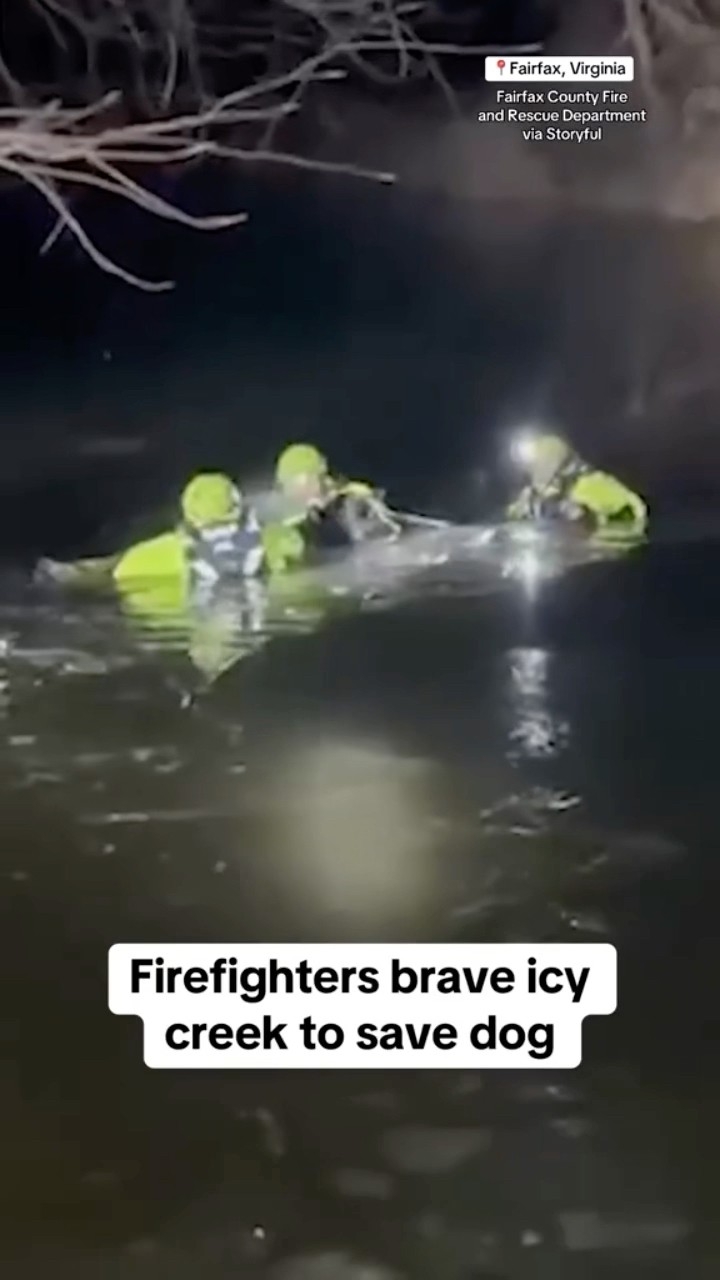 Firefighters rescue dog from icy creek in Virginia #shorts