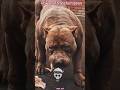 Pitbull😡dogs😡power#powerful😡#editing​#😡memes​ dog😡pitbull😡#transformation😡