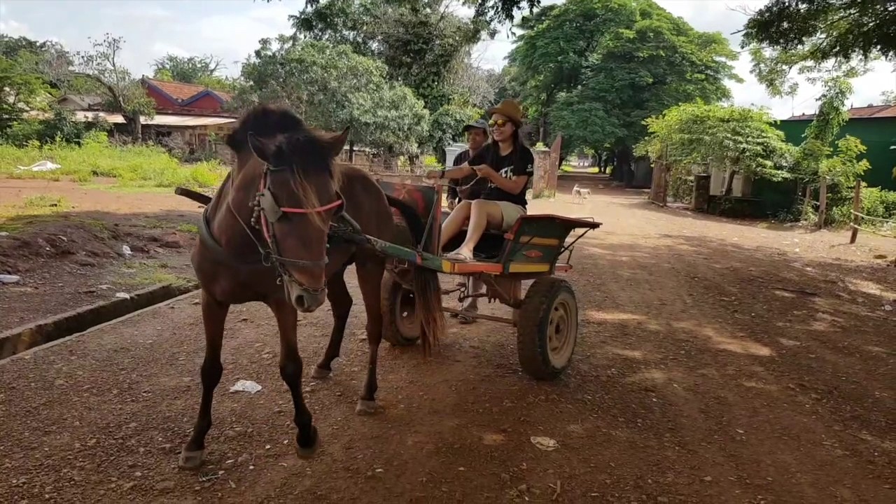 Horse cart riding ! YouTube