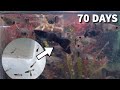 [NURSING] The guppies grew 10 times in just 70 days.[DAY 28~74]