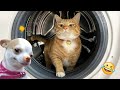 Try not to laugh cats and dogss   best funniest animals 2024 5