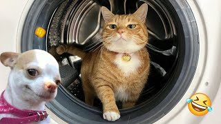 Try Not To Laugh Cats And Dogs Videos   Best Funniest Animals Video 2024 #5