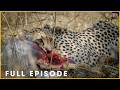 BREAKING POINT - Cheetah Struggles to Secure the Kill (Full Episode) | Nature Animal Documentary