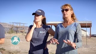 Minka Kelly learns about Tigers at Safe Haven Wildlife Sanctuary