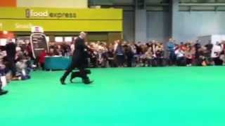 Aistaff Dark Lord Crufts 2013