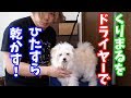 びしょ濡れの犬をひたすら乾かす動画【くりまるドライヤー動画】