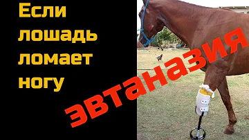 Почему эвтаназия единственный выход, когда лошадь ломает ногу