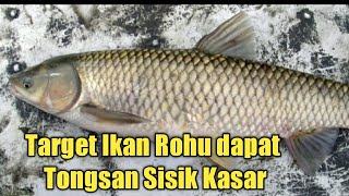 Kenali Ikan Tongsan Sisik Halus Umpan
