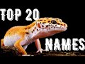 Top 20 LEOPARD GECKO NAMES 2022