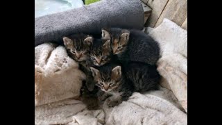 Mama waking up her kittens. 🔴  5 newborn kittens by Just a Foster Cat Mom 324 views 1 month ago 2 minutes, 9 seconds