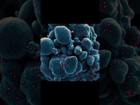 Prehistoric viruses could