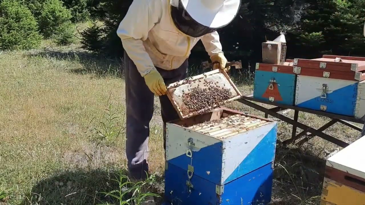Ο τρύγος στα ΈΛΑΤΑ συνεχίζεται (καλύτερα και από τα αναμενόμενα) 15/6/24
