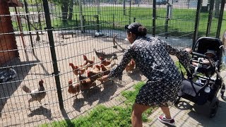 Vlog Naar De Kinderboerderij