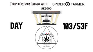 Update #12! TempleGrower grows Skunk #1 with the SpiderFarmer SE3000 - Day 103/53F