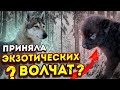 Волэнд ВЕГА бьет рекорды по усыновлению малышей!!! НОВЫЕ ПИТОМЦЫ В ПАРКЕ ВОЛКОВ!