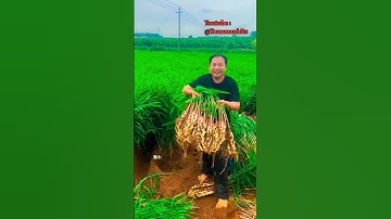 Pertanian jahe yang luar biasa di negara Cina | panen jahe muda #shorts #shortvideo