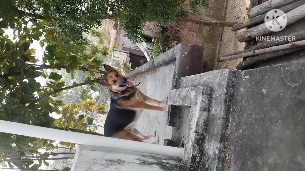 Singal Coated 25 Days Pregnant Female German Shepherd YouTube Singal Coated 25 Days Pregnant Female German Shepherd YouTube