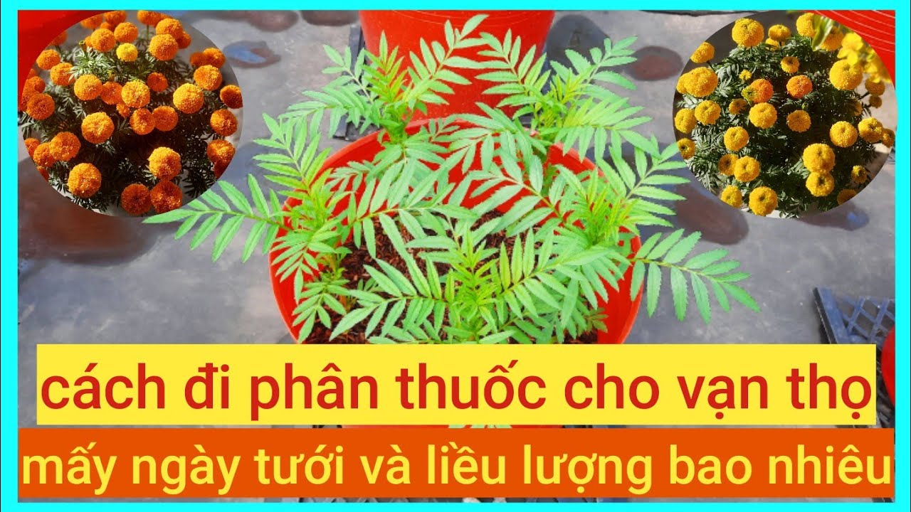 cách đi phân thuốc cho vạn thọ mấy ngày tưới một lần và liều lượng bao nhiêu