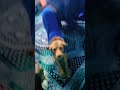 MY FAMILY DOG 🌹🥰#doglove#ffshorts #doglifegoals #doglife_ #trending #pradeepvlog 🌹🌹 #song