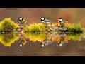 Spring Birds &amp; Healing Piano for Stress Relief🌷Calm Your Mind, Soothe Your Soul and Find Inner Peace