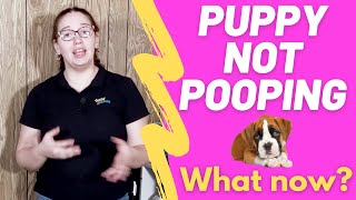 Puppy Not Pooping? (How long can they go and remedy) by Geoff Boileau 15,251 views 2 years ago 4 minutes, 56 seconds